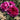 Three blooming pink roses with dark green leaves in a garden setting, with sunlight and a blurred natural background.