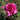 A vibrant magenta-pink rose in full bloom, photographed outdoors against a soft-focus background of green garden foliage.
