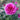 Magenta rose fully open with lighter outer petals surrounded by two deep magenta buds and green leaves in the background. 
