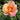 Multicolored rose showing apricot and pink blends of colour with a blurred garden background