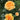 Three yellow-orange roses in full bloom on a rose bush with dark green leaves in a garden setting.
