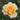 A close-up of a yellow-orange rose in full bloom with pale cream outer petals and dark green leaves blurred in the background.