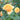 A close-up of a yellow-orange rose in full bloom with green leaves and other blurred roses in the background.