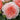 Close-up of a creamy pink with darker center old fashioned rose with green leaves and buds.