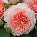 Bliss Parfuma®