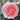 Close-up of an old-fashioned pink rose with a blurred garden background