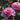 Close-up of pink roses with green leaves in a garden setting