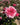 A close-up of a blooming rose with layered pink petals fading to very pale blush at the edges, surrounded by dark green leaves and other pink rose buds in a garden setting.