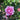 A close-up of a blooming pink rose surrounded by green leaves and buds.