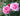 Two pink roses in bloom with green leaves, photographed close up outdoors.