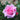 A close-up of a blooming pink rose with layered petals, surrounded by green leaves and buds in a garden setting.