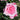 A close-up of a blooming pink rose with layered petals, set against a blurred green garden background.