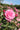 A close-up of a blooming pink rose in a garden, surrounded by green leaves and other blurred pink flowers under a blue sky.
