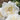 Close-up of creamy white double roses with layered petals, set against a soft-focus background of green foliage and brown soil.