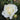 A close-up of a white rose bloom with layered petals and a small green bud beside it, set against a blurred dark green garden background.