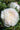 A close-up of a blooming white rose with layered petals and soft pale pink blush in the center, set against a blurred green garden background with another rose bud behind it.