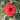A close-up of a vibrant red rose in full bloom, surrounded by soft-focus green leaves and foliage.