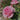 A close-up photograph of a blooming pink rose in a garden setting, with green leaves and another rose blurred in the background.