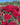 A close-up view of a cluster of deep red roses in full bloom with green leaves, set against a blurred background of more flowers and trees under a blue sky.