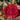 A close-up of a deep red rose bloom with layered petals, surrounded by green leaves and buds in a garden setting.