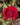 A close-up of a deep red rose bloom with layered petals, surrounded by green leaves and buds in a garden setting.