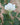 A single white rose bud in bloom surrounded by green leaves, photographed outdoors with a softly blurred natural background.