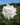A single white rose bloom with dark green leaves, photographed outdoors against a blurred green garden background and blue sky.