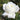 A single white rose bloom photographed close up outdoors, with soft green foliage blurred in the background.