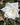 A close-up of a white rose in full bloom with green leaves and a blurred garden background.