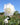 A single white rose in full bloom with green leaves, photographed outdoors against a bright blue sky and a softly blurred green garden background.