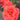 A close-up photograph of a vibrant coral-pink rose in full bloom, with other blurred roses and green foliage in the background.