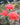 Three coral-pink roses with green leaves in a garden setting, featuring a soft, blurred background.