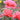 Three pink roses in bloom with green leaves, photographed outdoors against a softly blurred garden background.