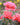 Three pink roses in bloom with green leaves, photographed outdoors against a softly blurred garden background.