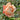 A peachy blush rose bloom with green leaves in a garden setting.