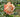 A peachy blush rose bloom with green leaves in a garden setting.