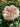 A close-up of a ruffled light peach-pink rose bloom surrounded by green foliage in a garden setting.