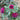 Three deep magenta-purple roses with green leaves in a garden setting, with the central rose in sharp focus and the others softly blurred.