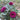 Three dark magenta rose blooms on a rose bush with green leaves, photographed outdoors with a softly blurred natural background.