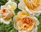 Champagne Fragrant Showpiece™
