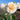 A close-up of a cream-colored rose with soft yellow-orange centers, surrounded by green leaves and other blurred roses under a clear blue sky.