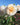 A close-up of a cream-colored rose with soft yellow-orange centers, surrounded by green leaves and other blurred roses under a clear blue sky.