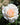 A close-up of a pale peach and white rose in full bloom, surrounded by dark green foliage with a soft, blurred background.