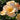 Peachy creamy rose open with yellow stamens revealed and green leaves in the background. 
