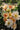 Rose blooms in peach, yellow and white in a cluster on a green leafy shrub.