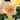 Close-up of pale peach and cream roses with yellow centers and green foliage in a garden setting.