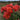 Vibrant red-orange rose blooms with yellow centers and green foliage in a garden setting.