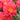 Close-up of vibrant coral-pink roses with bright yellow centers and soft green foliage in the background.