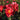 A close-up of vibrant red-orange roses with yellow centers and green leaves in a garden setting.