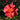 A close-up of a blooming rose with layered coral-red petals, a yellow-orange center, and a small unopened bud above it, set against a blurred green garden background.